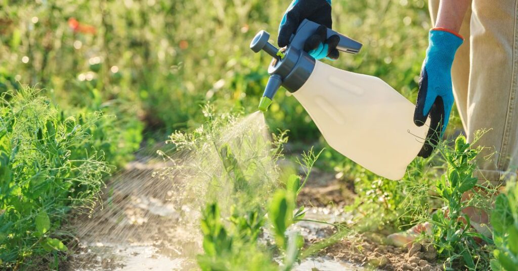 controle de pragas em João Pessoa