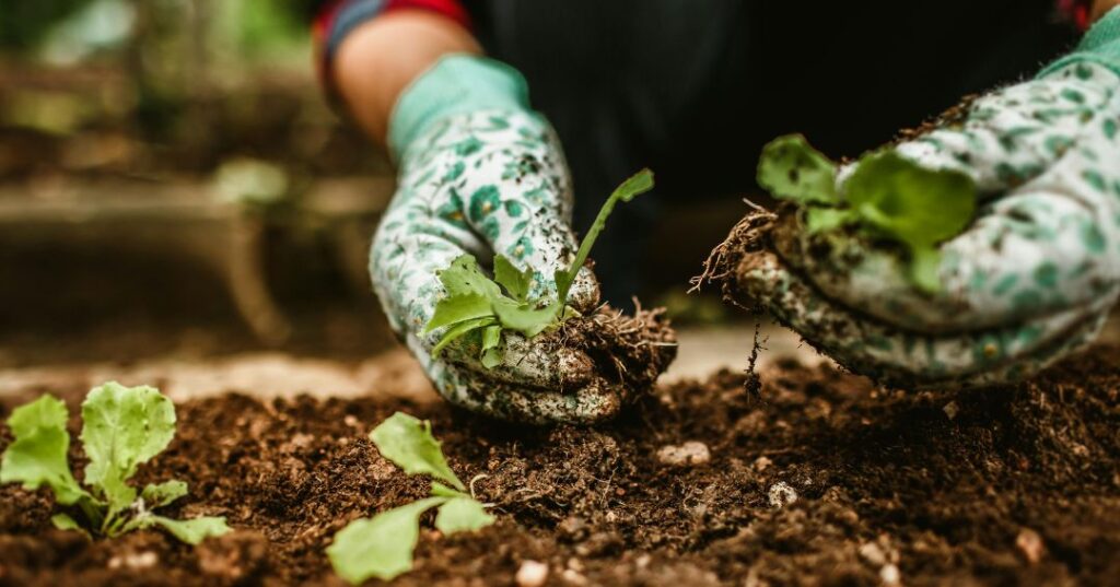 manutenção de jardins em João Pessoa
