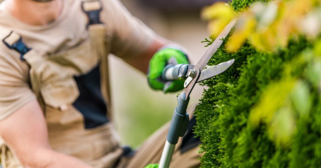 poda e plantio em João Pessoa